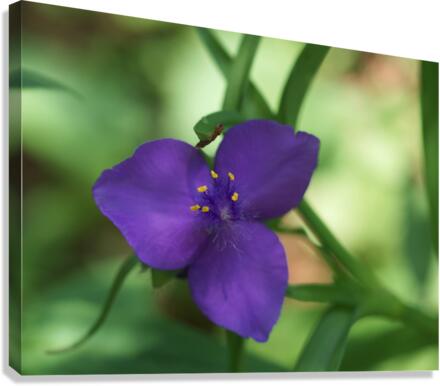 Bluejacket Canvas Print