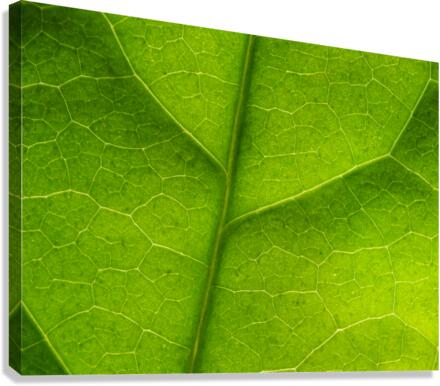 Leaf Texture Canvas Print