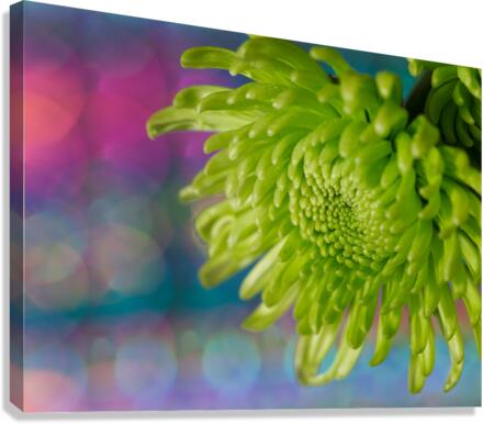 Green Chrysanthemum Canvas Print