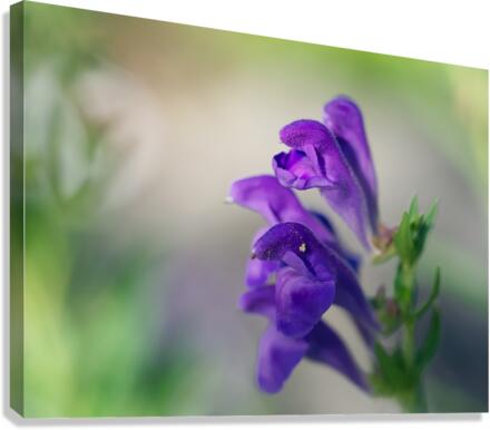 Teasers Canvas Print