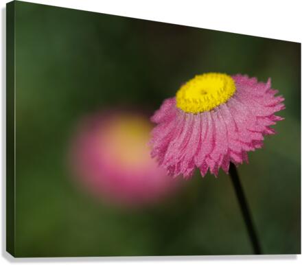 Strawflower Canvas Print