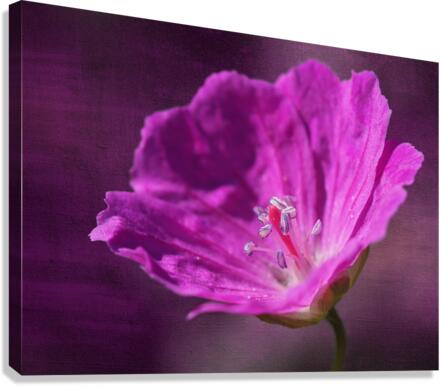 Bloody Geranium Canvas Print