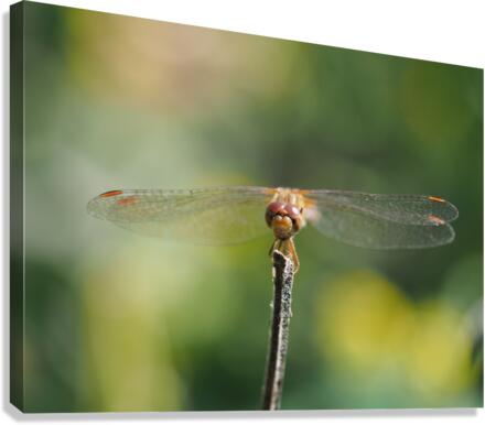 Dragonfly Canvas Print