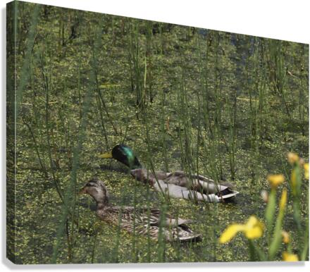 Sauve Qui Peut Canvas Print