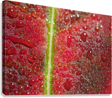 Maple Leaf Canvas Print