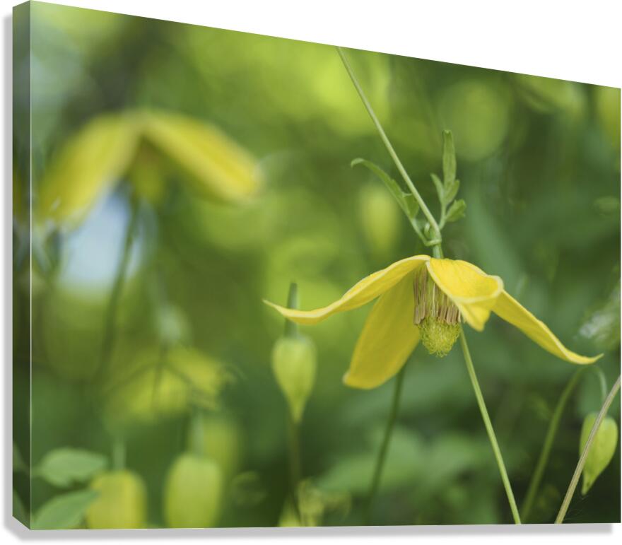 Golden Tiara Canvas Print