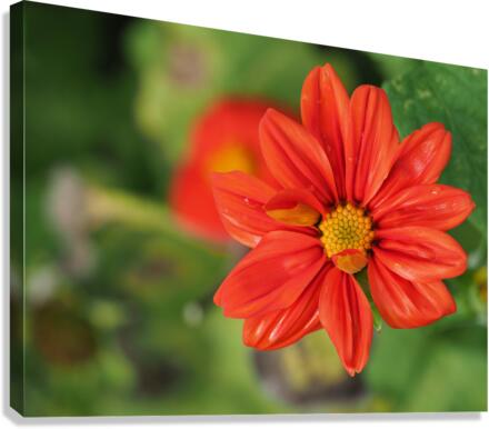 Red Dahlia Canvas Print