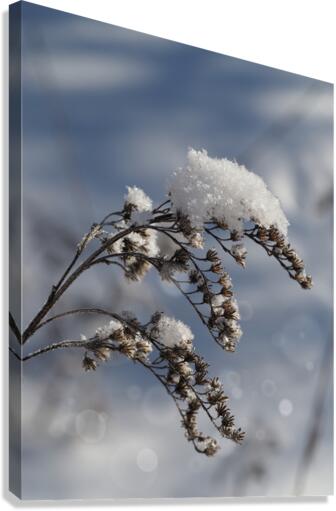 Frosted Twig Canvas Print