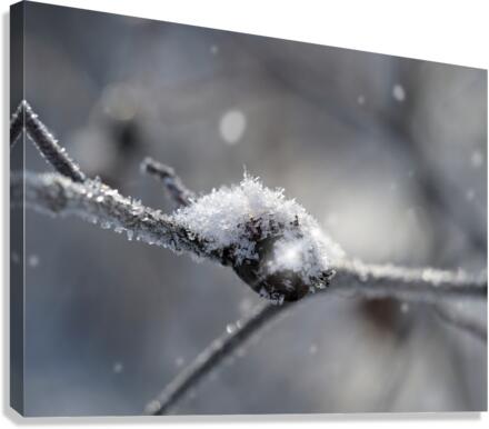 Frozen Wild Berry Canvas Print