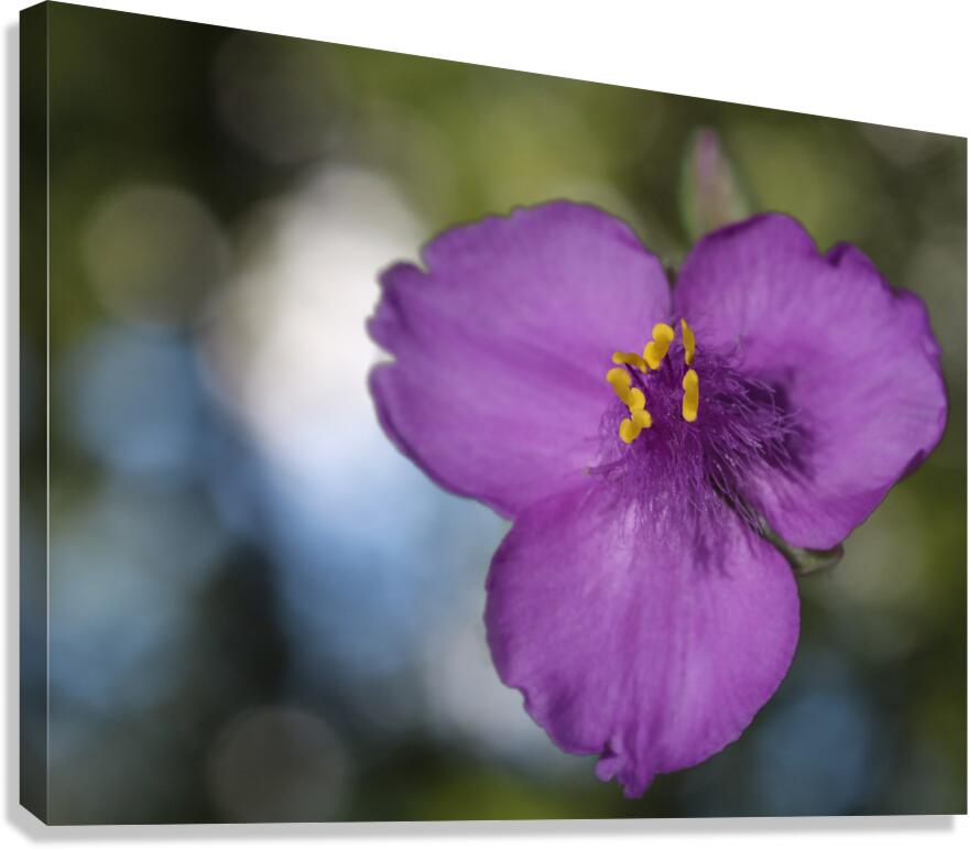 Prairie Beauty Canvas Print