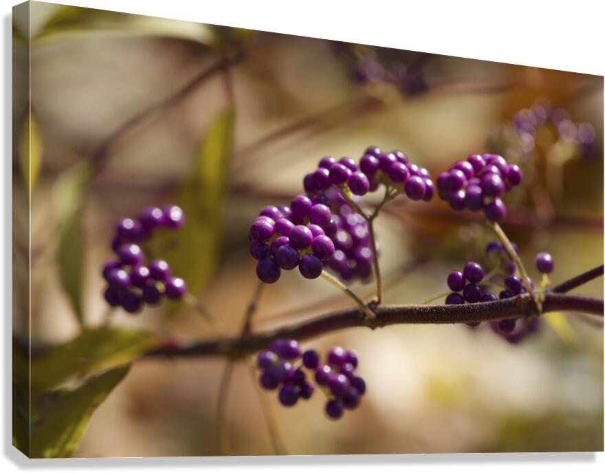 Profusion Canvas Print