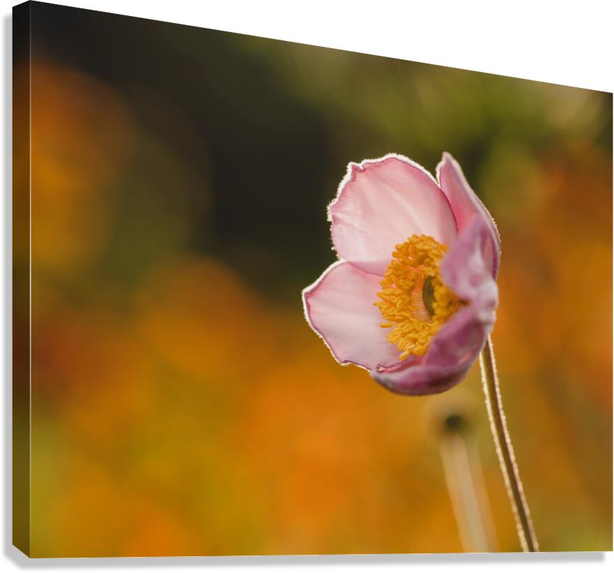 Among Others Canvas Print