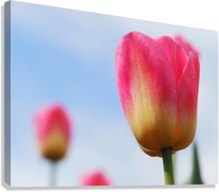 Pastel Tulips Canvas Print