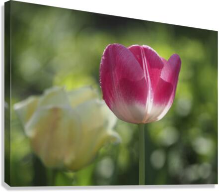 Simple Beauty Canvas Print