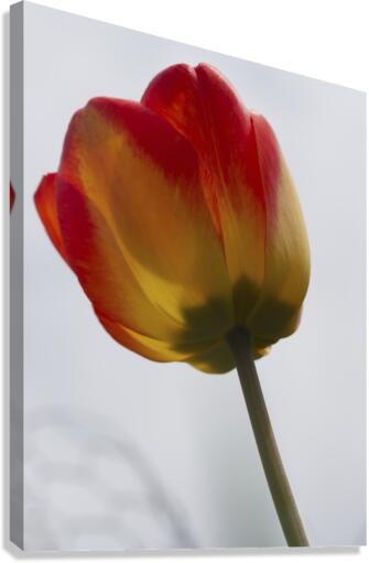 Tall One Canvas Print