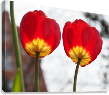 Twin Sisters Canvas Print