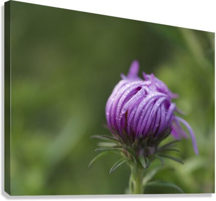Dew Kissed Flower Bud Canvas Print