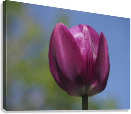 Perfect Day Canvas Print