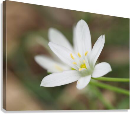 Tiniest World Canvas Print