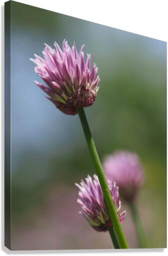 Pink Onion Canvas Print