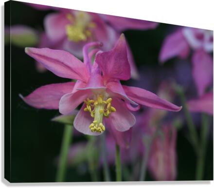 Darling Columbine Canvas Print