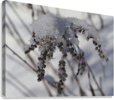 Frozen Goldenrod Canvas Print