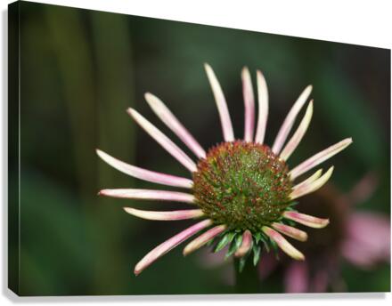 Good Morning Canvas Print