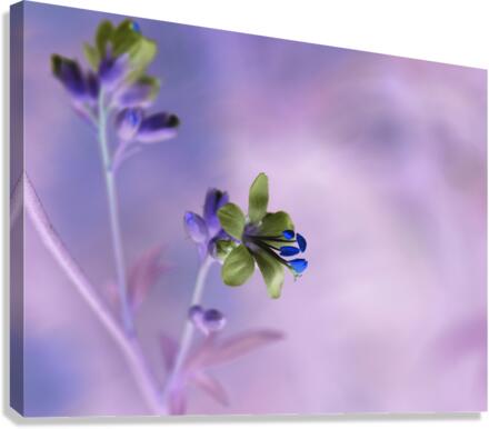 Jacob s Ladder Canvas Print