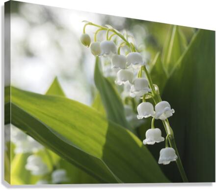 May Lilies Canvas Print