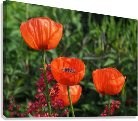 Poppies Canvas Print