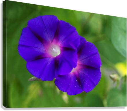 Purple Morning Glories Canvas Print