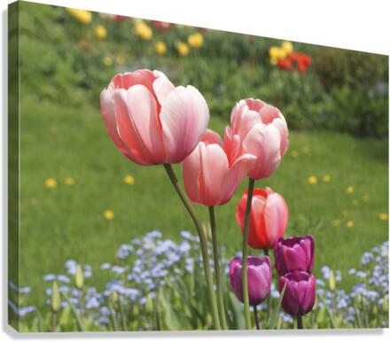 Nuances Canvas Print