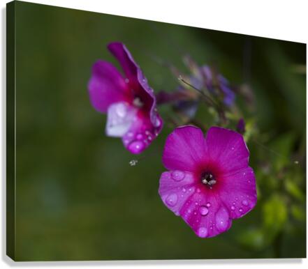 Garden Phlox with Droplets Canvas Print