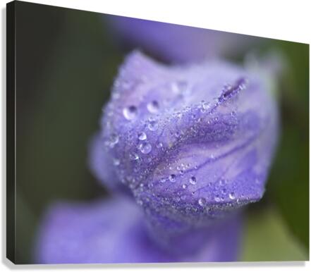 Droplets on a Bellflower Canvas Print