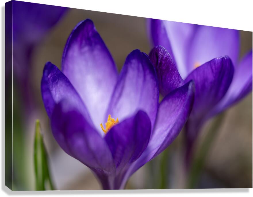 Crocus Closeup Canvas Print