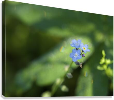 Forget Me Not with Tiny Rainbows Canvas Print