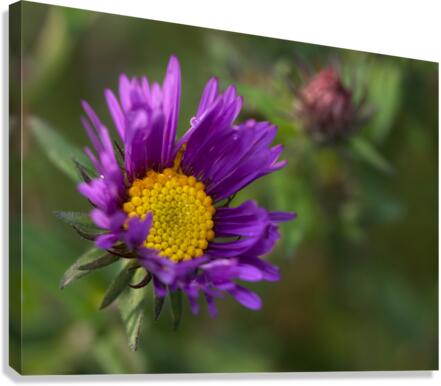 Alpine Aster Canvas Print