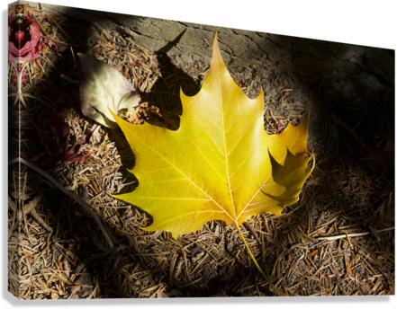Single Maple Leaf Canvas Print