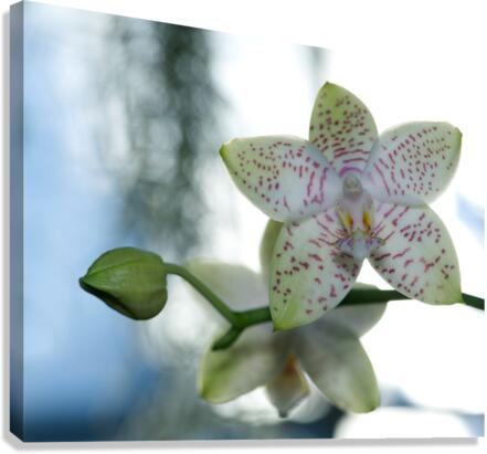 Ornamental Orchid Canvas Print