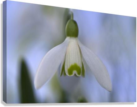 Snowdrop Bulb Canvas Print