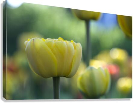 In My Dream Canvas Print