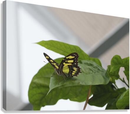 Siproeta Stelenes Canvas Print