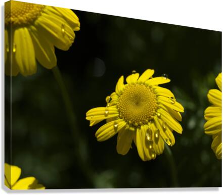 Charming Lady Canvas Print