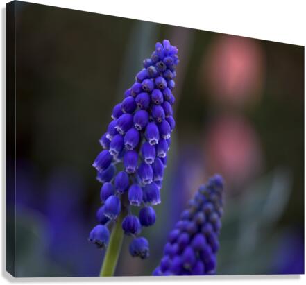 Tiny Blue Bulbs Canvas Print