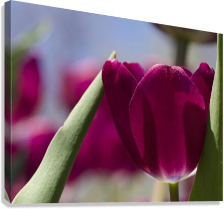 Oh Sunny Day Canvas Print