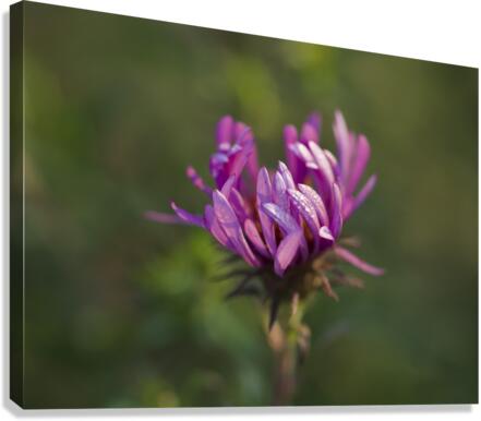 Aster in the Morning Canvas Print