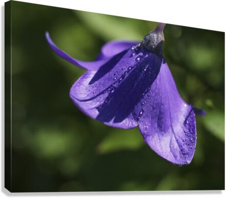 Dewdrops Canvas Print