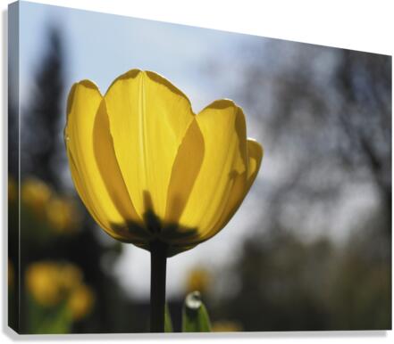 Yellow Tulip Canvas Print