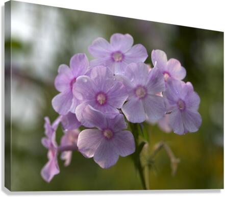 Exquisite Beauties Canvas Print