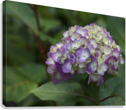 Endless Summer Canvas Print